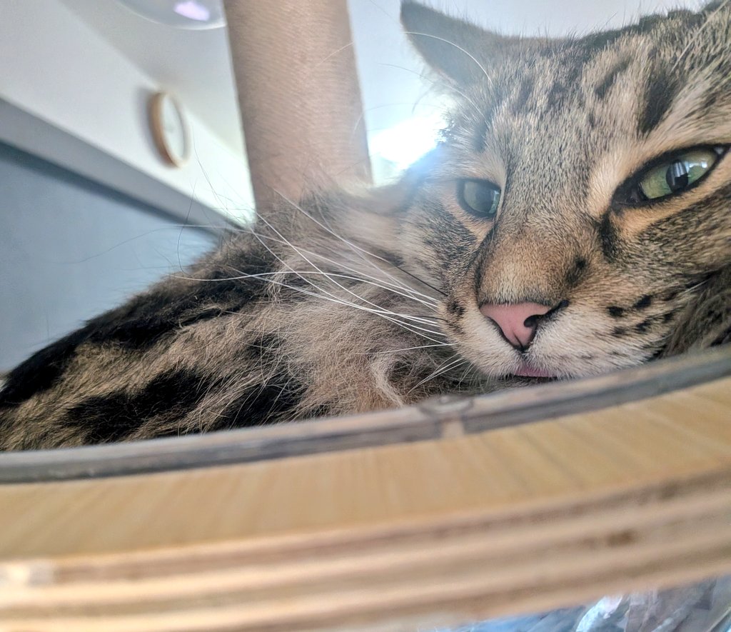 よく見ると舌が出ているグルくんです🐱👅