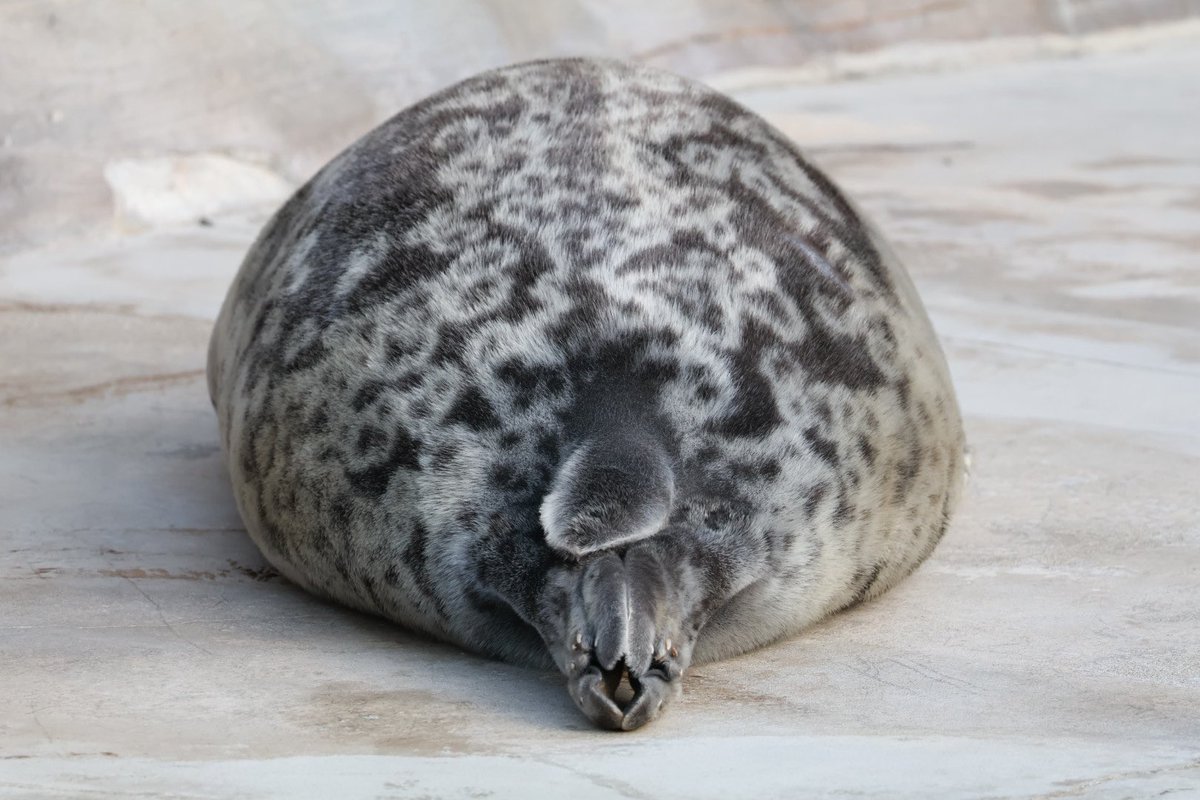 かお🦭 tweet media