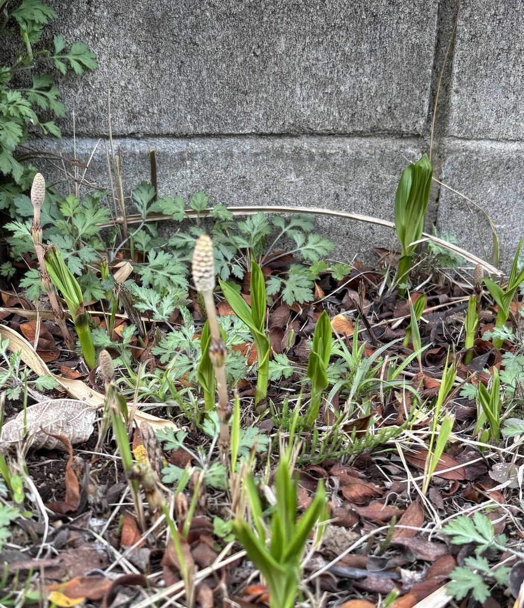 たぶんmitsu tweet media