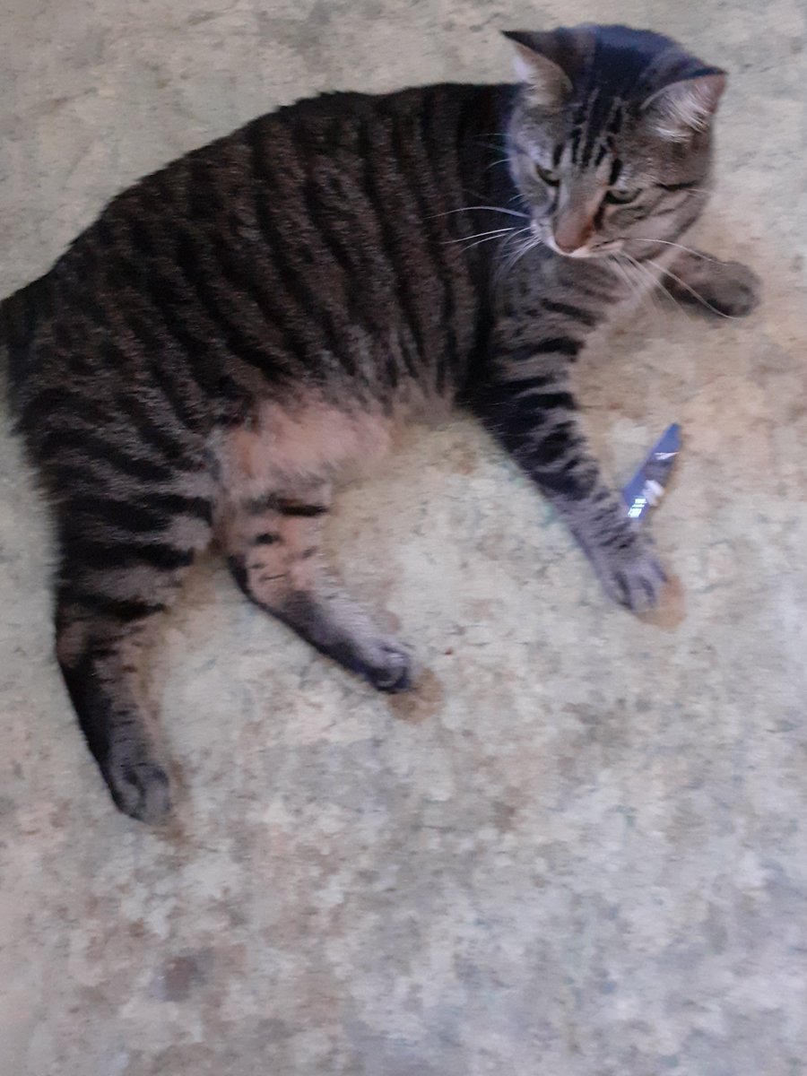 Findus just laying and playing with something on kitchen floor... isnt he a sweetheart and hes soo loved by us ...  😍🥰😘😻🩷 #CatsOfTwitter  #CatsOfX  #catlover  #CatLovers