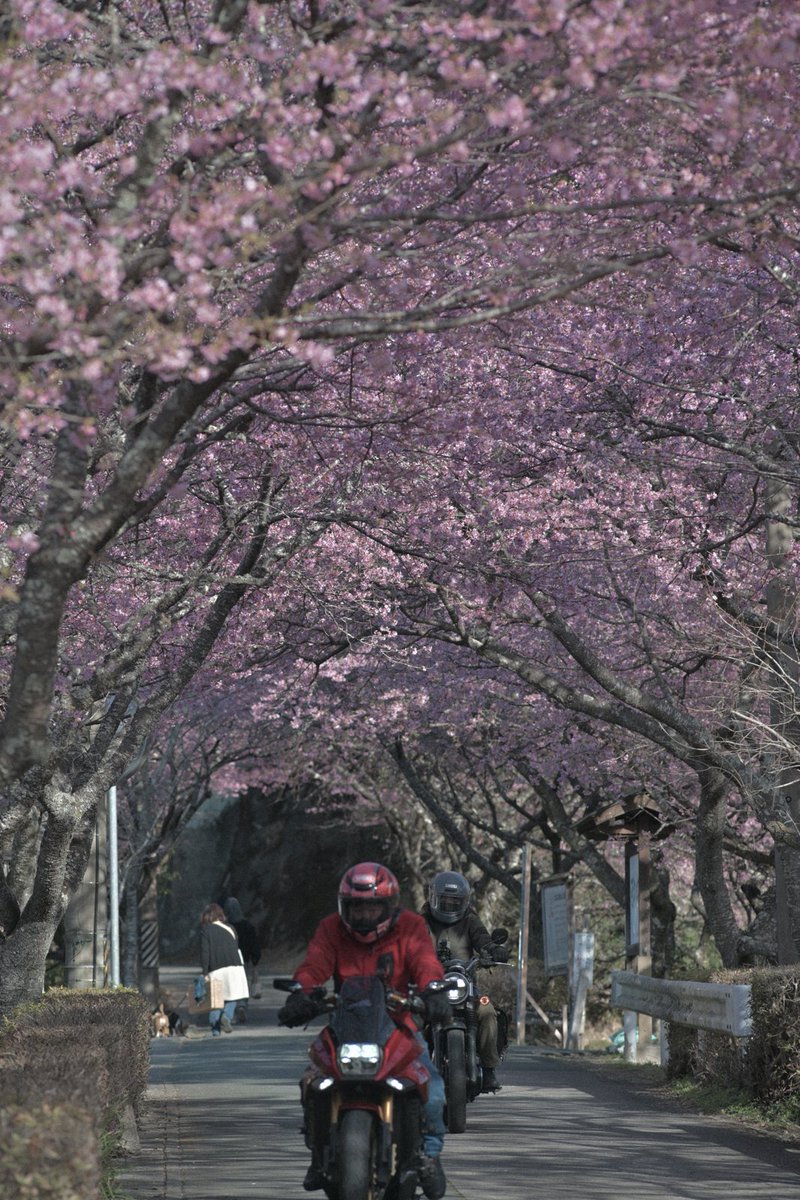 hama1968810chin's tweet photo. 🌸河津桜
.......
Nikon Zf
Ai AF Nikkor ED 180mm F2.8S
..............
#ファインダー越しの私の世界
#スナップ写真
#河津桜
#nikonzf
#monsteradapter https://t.co/oad2Ca0yci