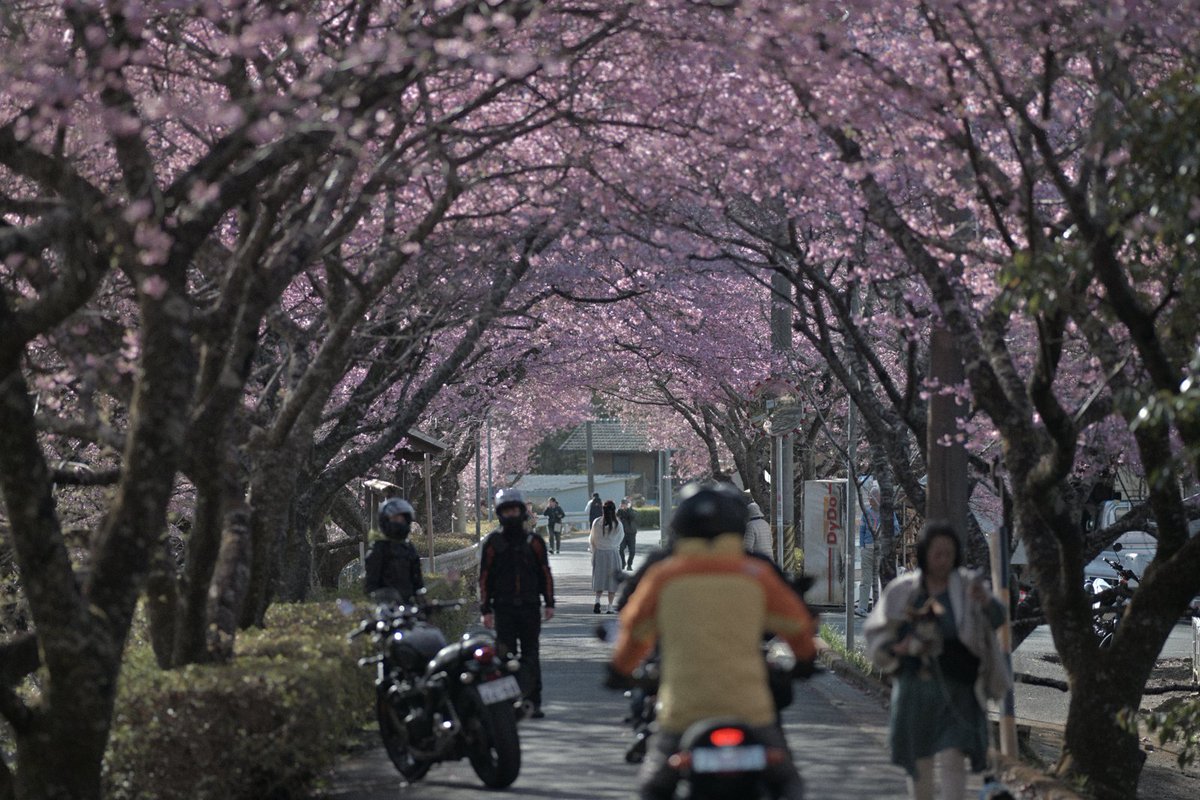 hama1968810chin's tweet photo. 🌸河津桜
.......
Nikon Zf
Ai AF Nikkor ED 180mm F2.8S
..............
#ファインダー越しの私の世界
#スナップ写真
#河津桜
#nikonzf
#monsteradapter https://t.co/oad2Ca0yci