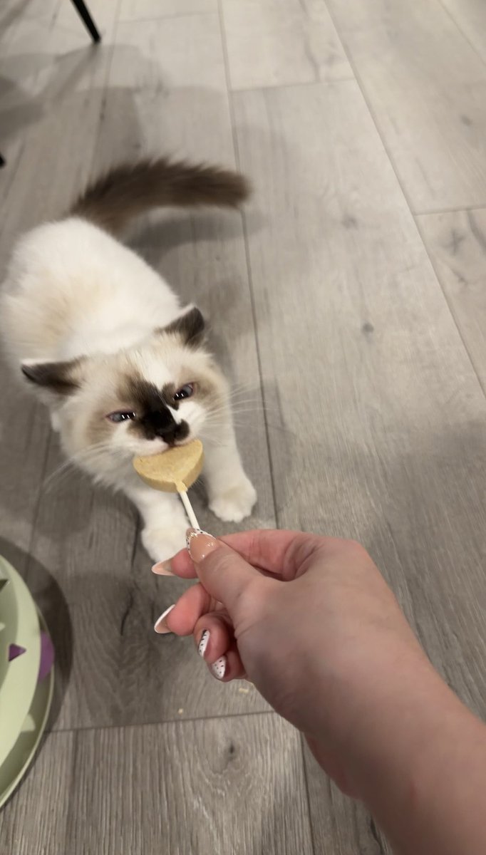 pook ♡⸝⸝ tweet media