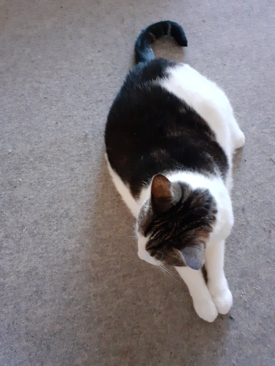 Vicky just laying near me on living room floor just relaxing and watching....aint she a cutiepie and soo loved by us.. 🩷😻😘🥰😍 #CatsOfTwitter  #CatsOfX  #catlover  #CatLovers