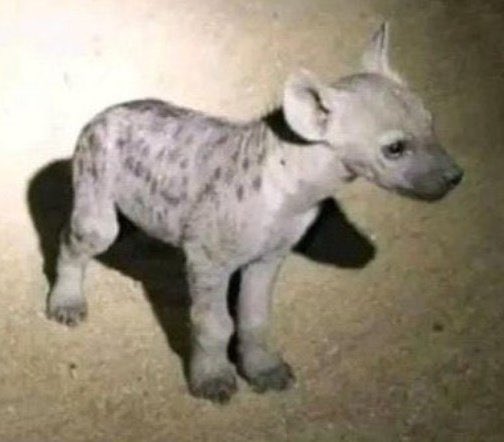 I know I will not get 20 likes 😭