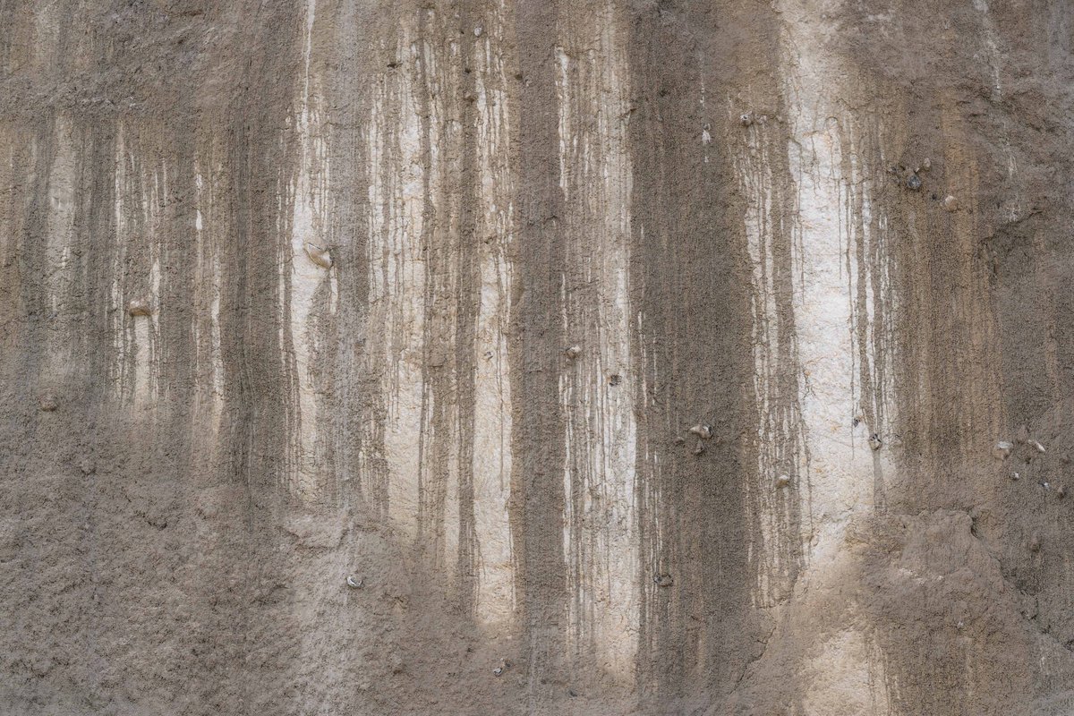 thatbloom tweet media