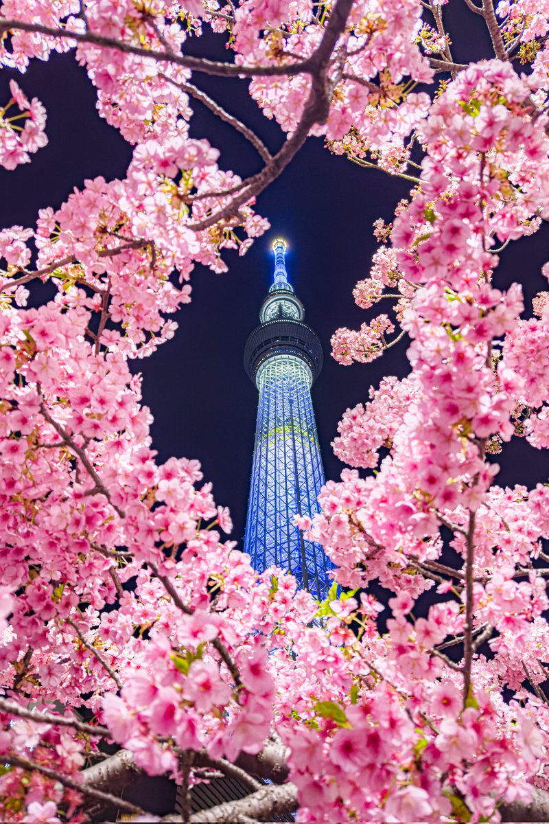 スカイツリーを包み込む河津桜が今年も満開になりました🌸