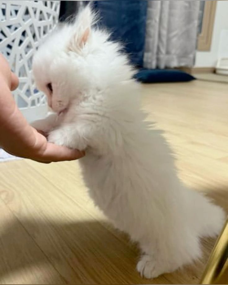 wanna play with that cute little cat 🥰