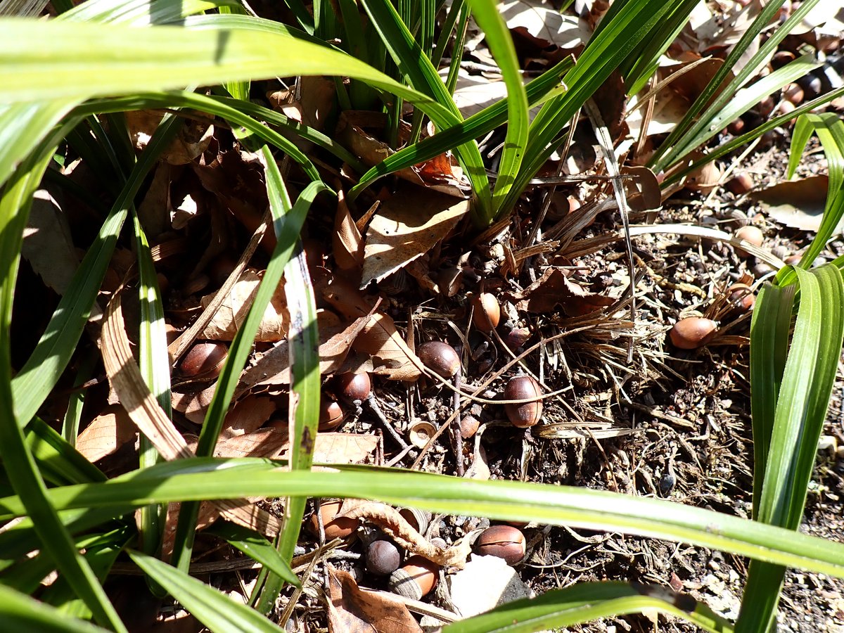 ロロ (@tricolororo) / Posts / X