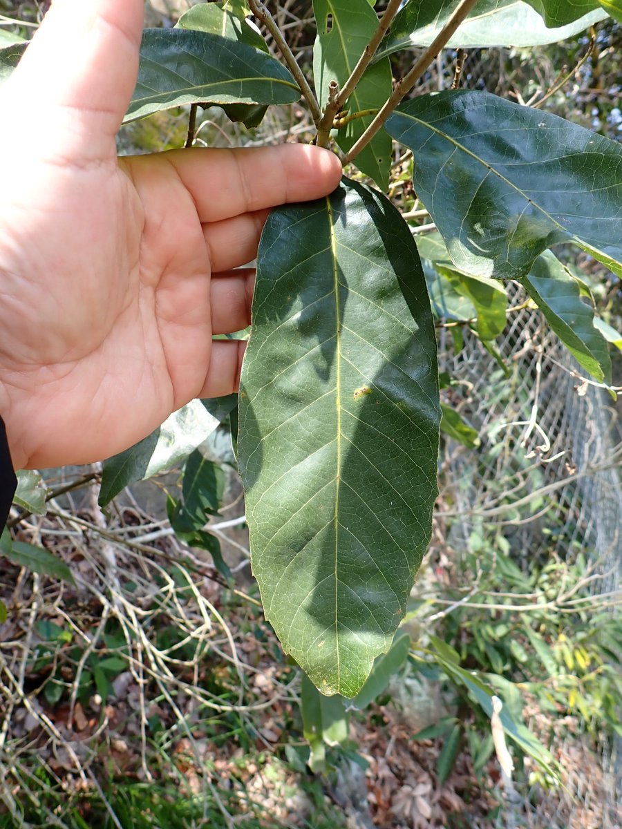 ロロ (@tricolororo) / Posts / X