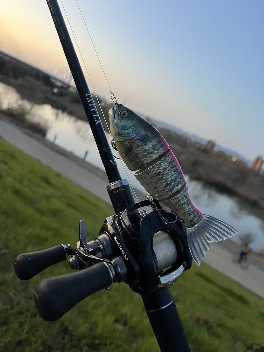 🎣ロキの釣り日記📖 tweet media