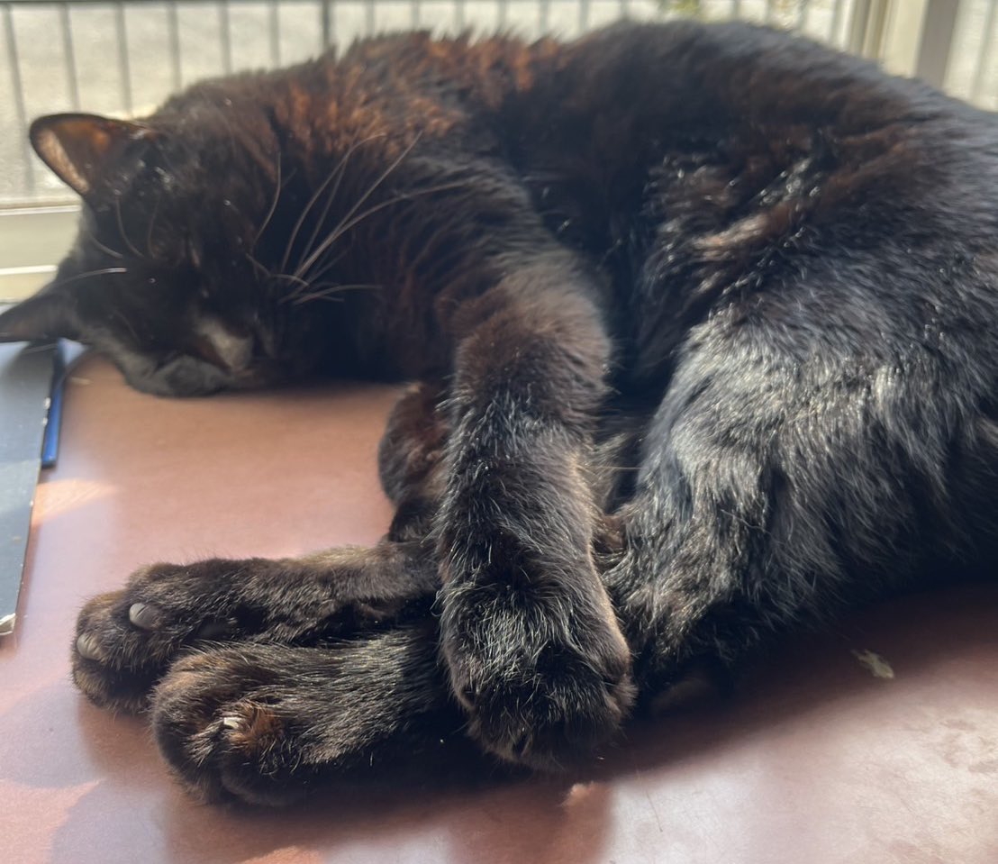 PETHELP1997's tweet photo. ⚠️【猫を探しています】⚠️ 拡散希望⚠️

日時・2月28日から迷子猫

場所・東京都・調布市・多摩川

名前・ロキくん(オス)

情報・年齢6歳・体重7キロ(黒猫)

特徴・臆病・左目に濁り有り

見かけたらご連絡お願いします🙌

#迷子猫 #猫 #ペット探偵 #猫探偵 #迷子ペット #拡散希望 #東京都 #調布市 #多摩川