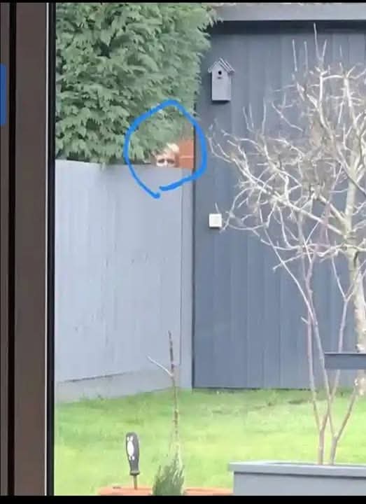 The Husky tweet media