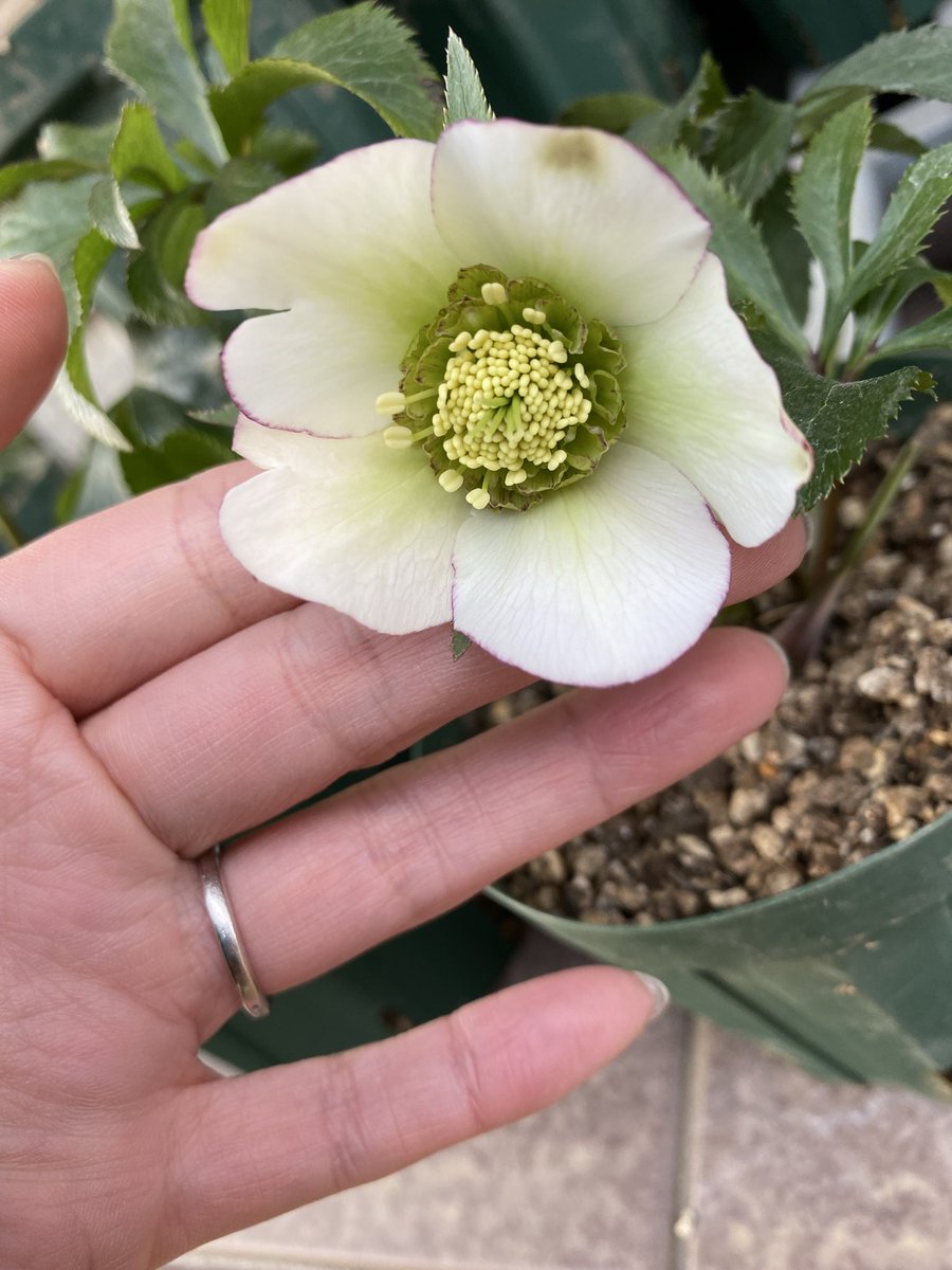 ちっぷ tweet media