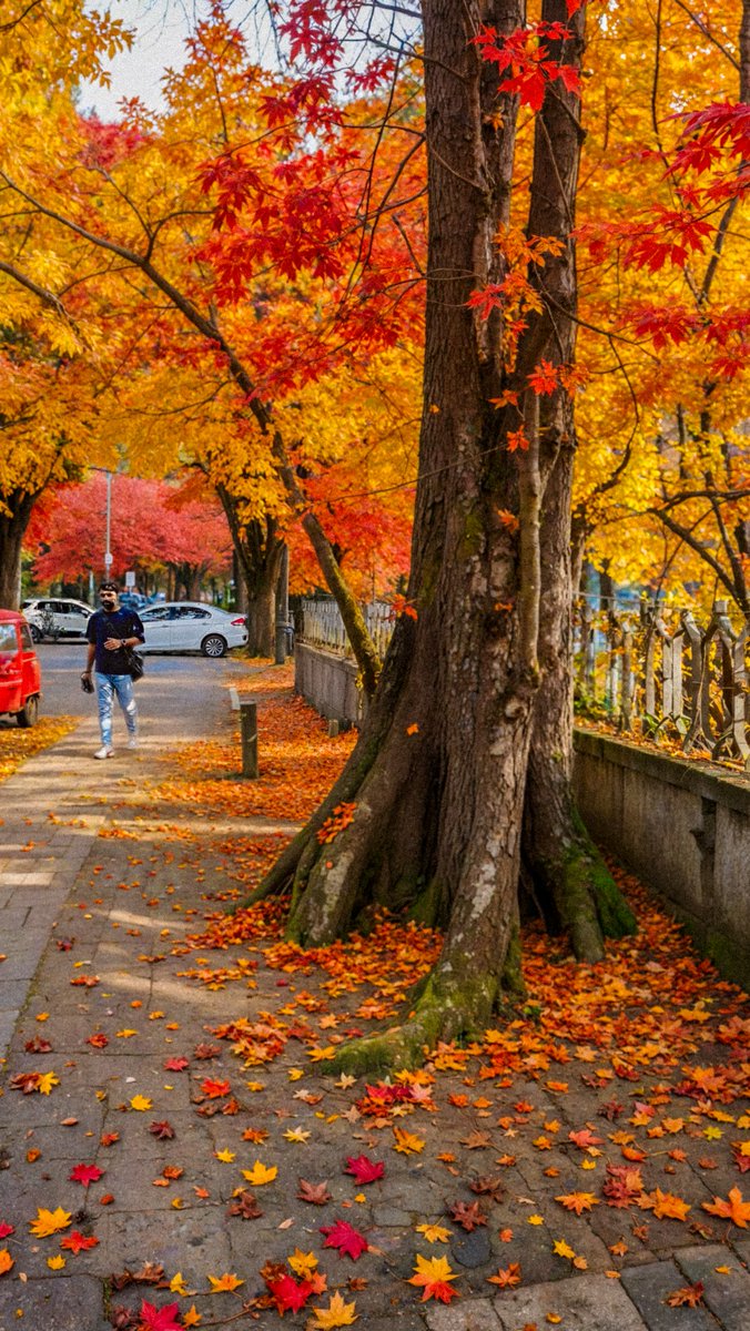 MedhaviAnuj's tweet photo. Delhi's Autumn Season https://t.co/9naqXUXiip