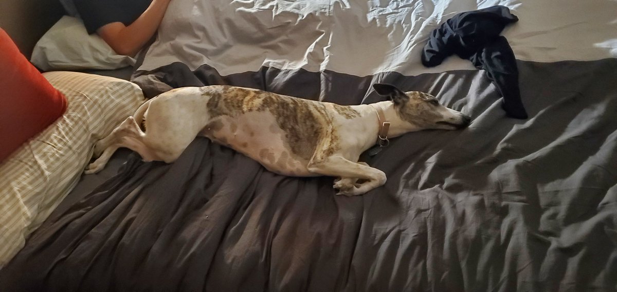 Candace the whippet tweet media