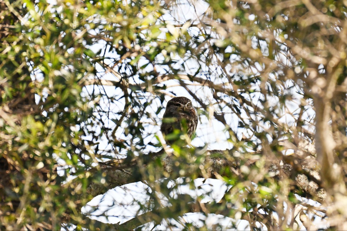 Adrian Dutt tweet media