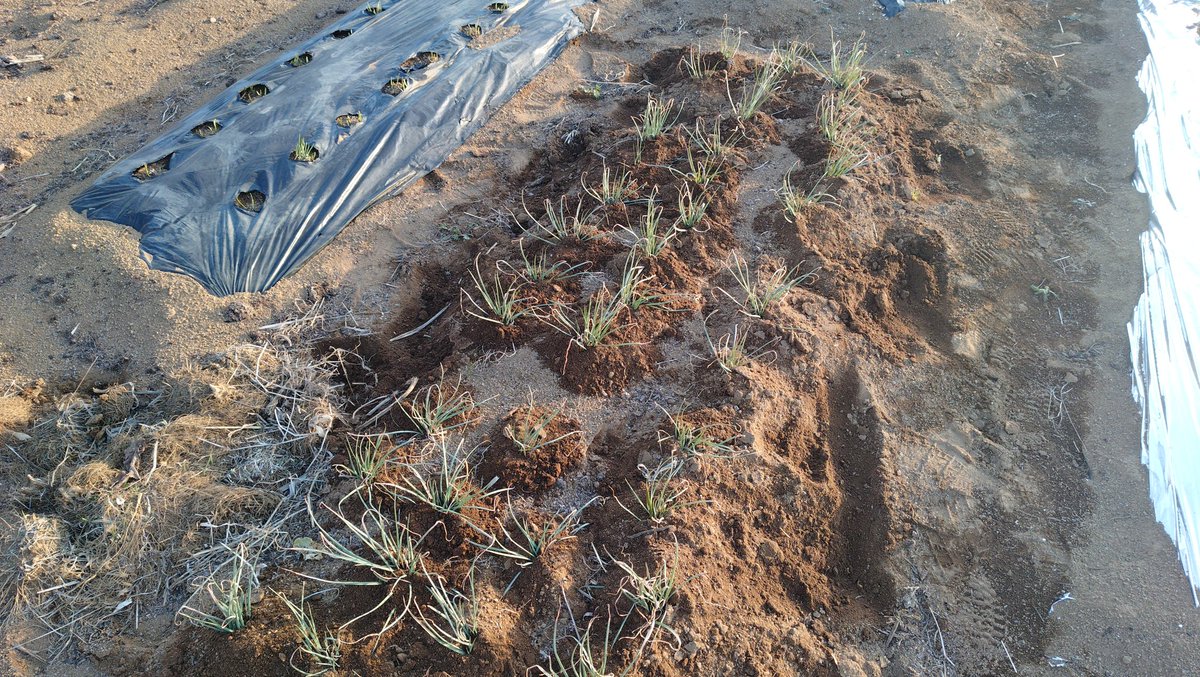 dogman1966's tweet photo. 今日も絶好の農作業日和。じゃがいもの畝を完成させました。植え付けは15日くらいを予定。ビニールハウスの予定地は堆肥とかを入れて耕した。エシャレットは最後の土寄せ完了。 https://t.co/YC9iIZdc4Q