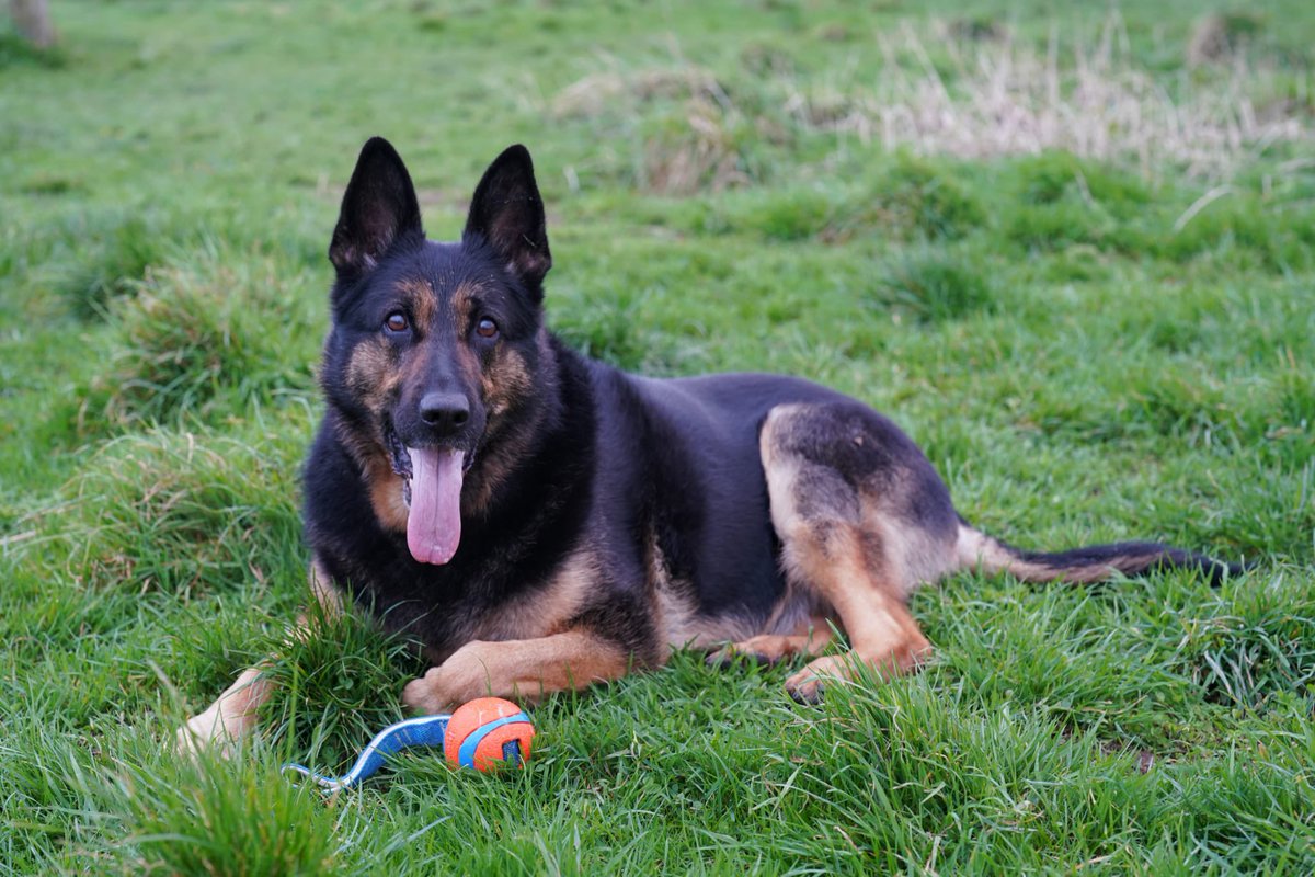 RPD Dixie tweet media