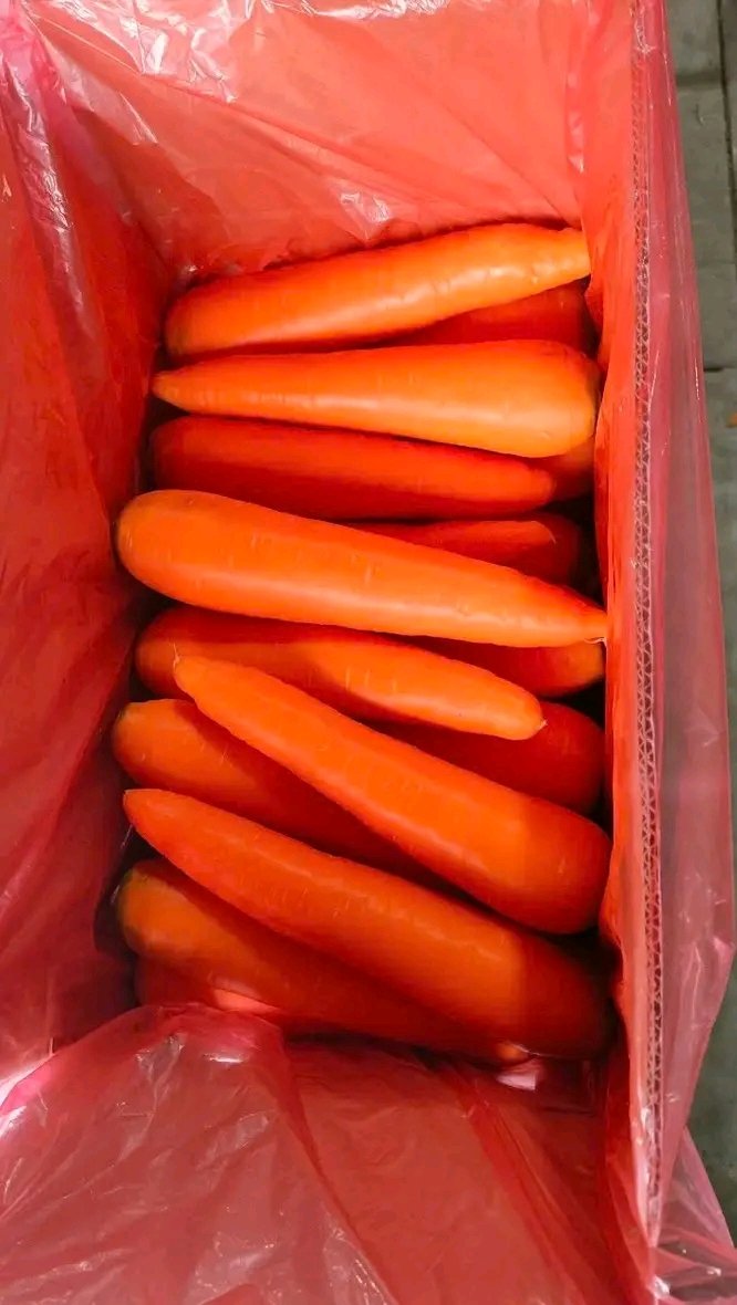 eda_mulki's tweet photo. Many people enjoy processed food every day but rarely think about the journey behind it. Before carrots is polished, tomatoes become paste, or maize turns into flour, a farmer has already spent months working with the soil and weather.
#Agriculture #KnowYourFoodSource #Export https://t.co/K9Wws7B6zy