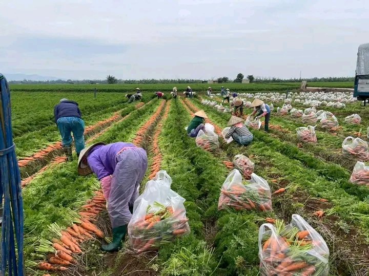 eda_mulki's tweet photo. Many people enjoy processed food every day but rarely think about the journey behind it. Before carrots is polished, tomatoes become paste, or maize turns into flour, a farmer has already spent months working with the soil and weather.
#Agriculture #KnowYourFoodSource #Export https://t.co/K9Wws7B6zy
