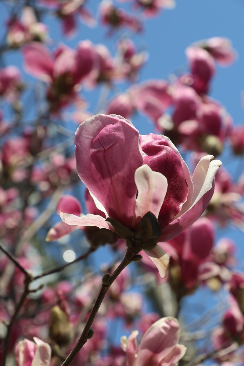 Magnolia 😙

#Photography #Flowers #Magnolia