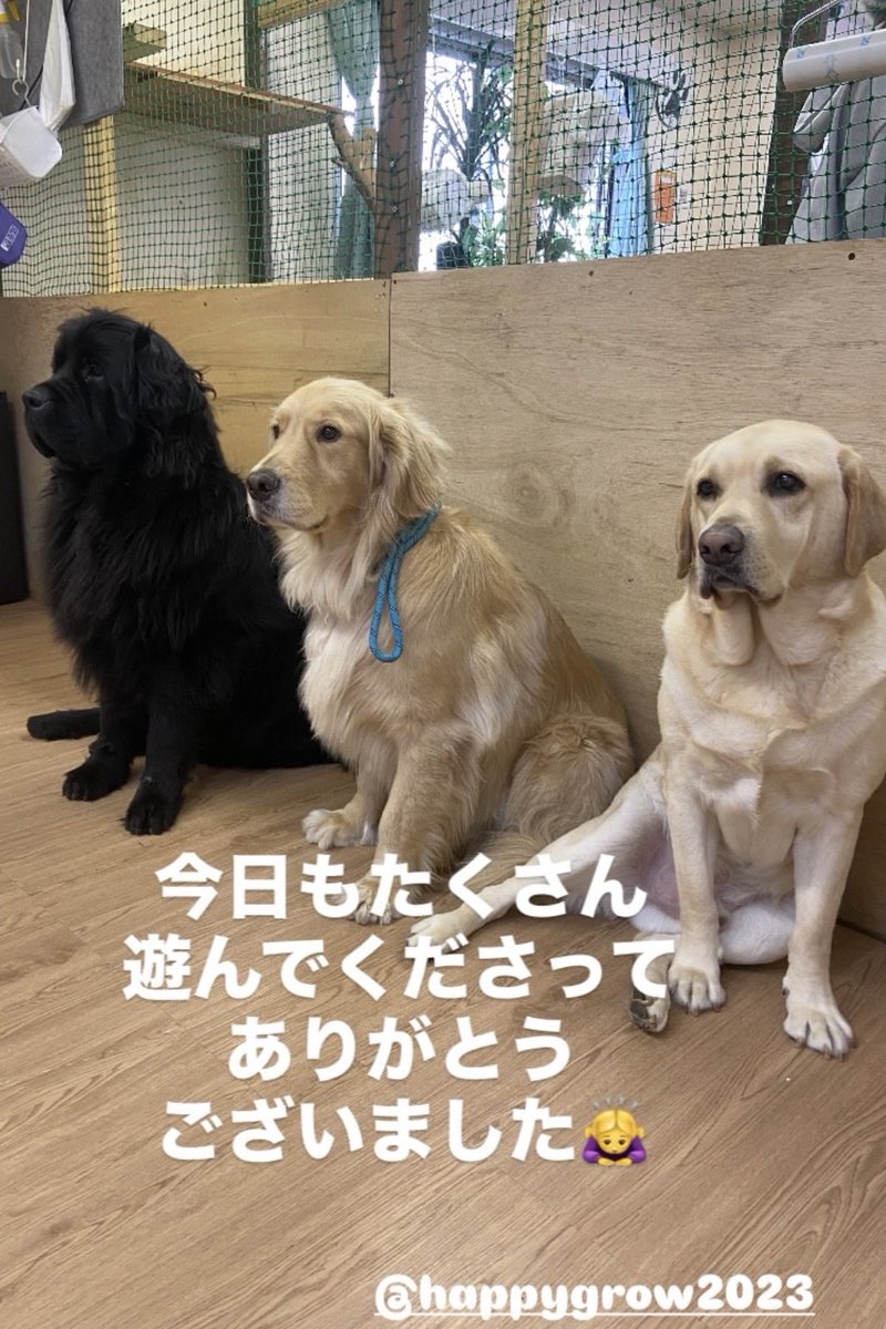 本日はご来店ありがとうございます。
明日は定休日となります☺️
#ラブラドール
#ゴールデン
#ニューファンドランド