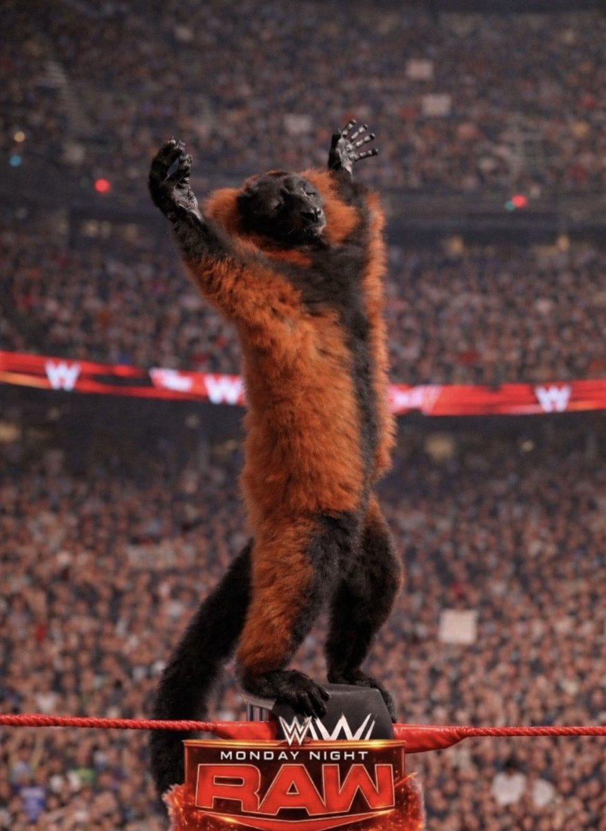 $SUNLEMUR tweet media