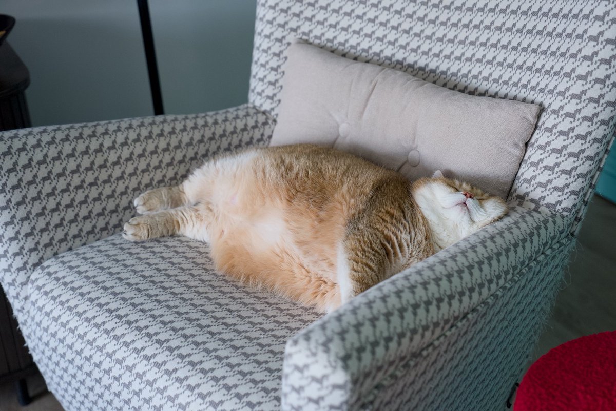 Hosico cat tweet media