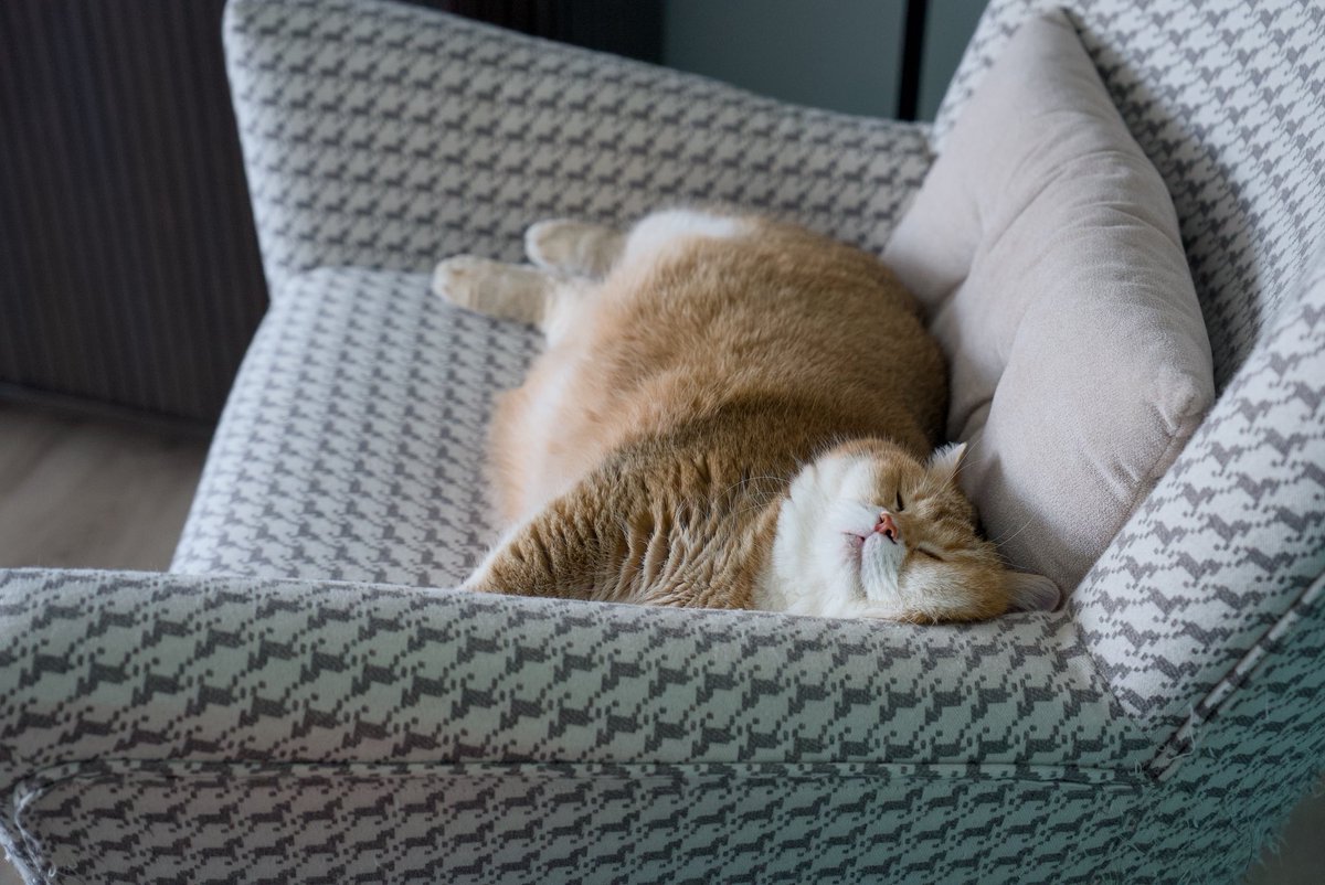 Hosico cat tweet media