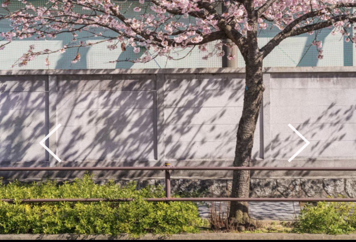 ⭐︎ご予約開始⭐︎

3月20日（祝）　オオカンザクラ🌸

一緒に桜で春を感じましょう🌱
服装は桜が映える白いブラウスにしようと思っています❣️
下の画像のようなイメージです🌸

本日21:15からご予約開始です🔥

是非ご予約お待ちしております🙌

ご予約はこちらから🔽
rare-photosession.com/events