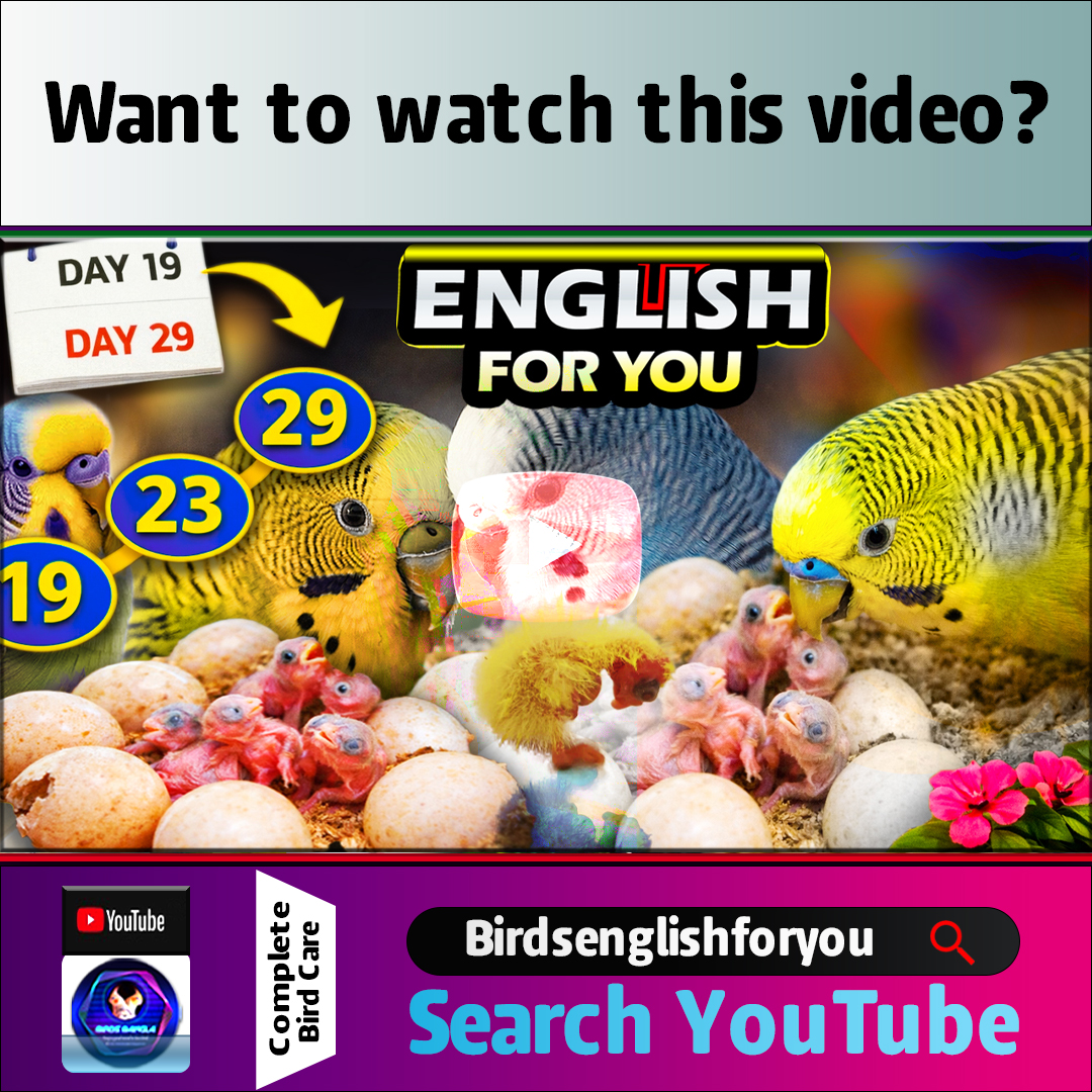 birdsbanglabd's tweet photo. How Long Do All Budgie Chicks Hatch?
Want to watch this video?
Search YouTube Birdsenglishforyou

In this video, you will learn:
• How many days budgie eggs take to hatch
• Budgie egg hatching timeline (day by day)
• How many chicks can hatch from one clutch https://t.co/aeu2VtH90K