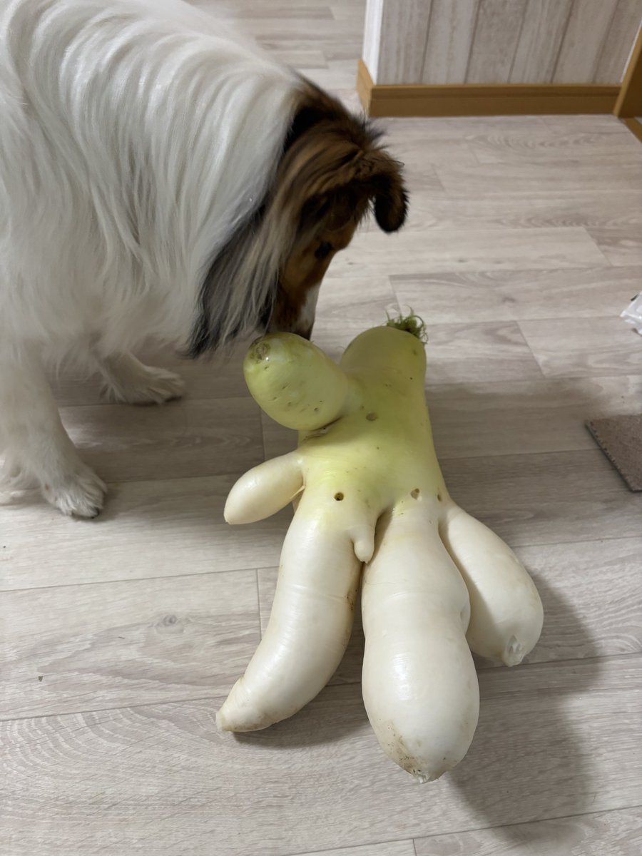 アクラピネル💎 tweet media