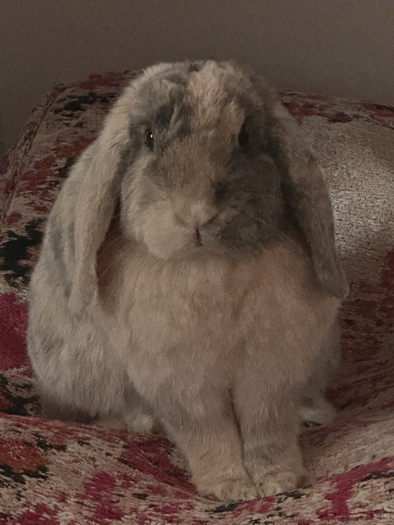 Cocobunny tweet media