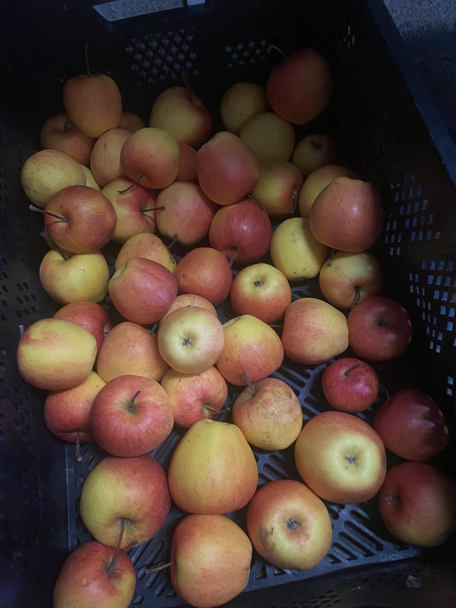 AlanEDown's tweet image. First day of March and garage stored #apple Pinova still crisp, firm and tasty. What a great variety for a #gardener to grow!