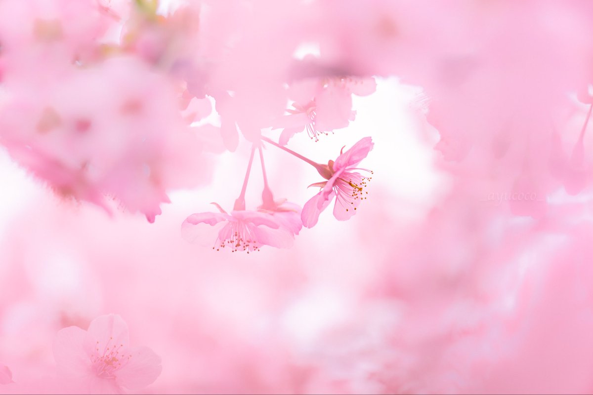 優しい春に

なりますように𓂃٭𓈒𓏸

#TLを花でいっぱいにしよう  
#写真好きな人と繋がりたい  
#NaturePhotography