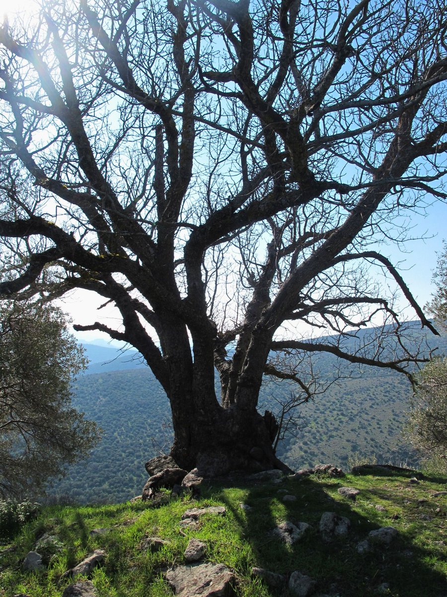 Aigai Antik Kenti – 2.700 Yıllık Taş Şehir. 
Aiolis’in 12 kentinden biri olarak MÖ 8. yüzyılda kuruldu. Keçi yetiştiriciliğiyle ünlü bu dağ kentinden birkaç fotoğraf. 
#Aigai #Manisa #AntikKent #Aiolis #Tarih #Arkeoloji