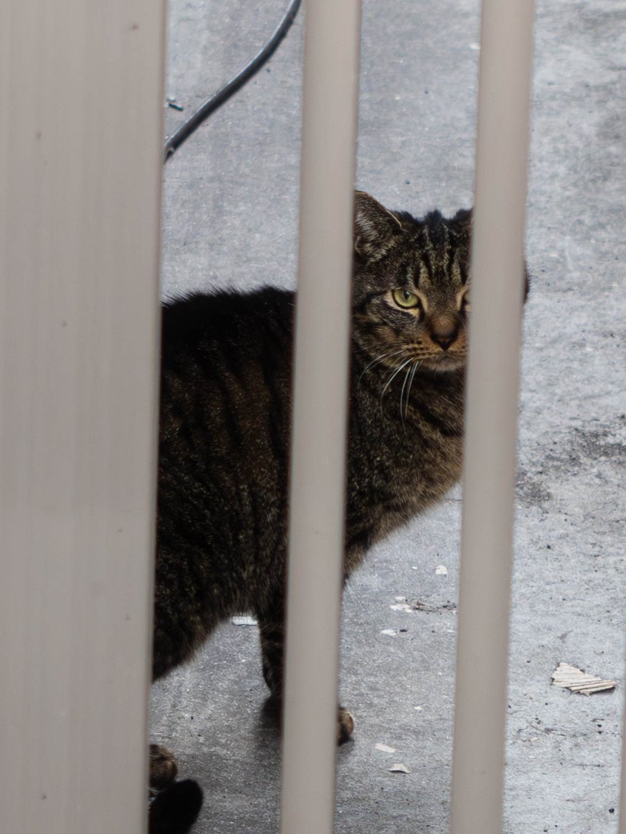 flyccat's tweet photo. https://t.co/e2wBHoitBn