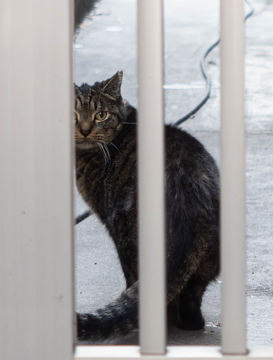 紫夜貓 (@flyccat) on Twitter photo 