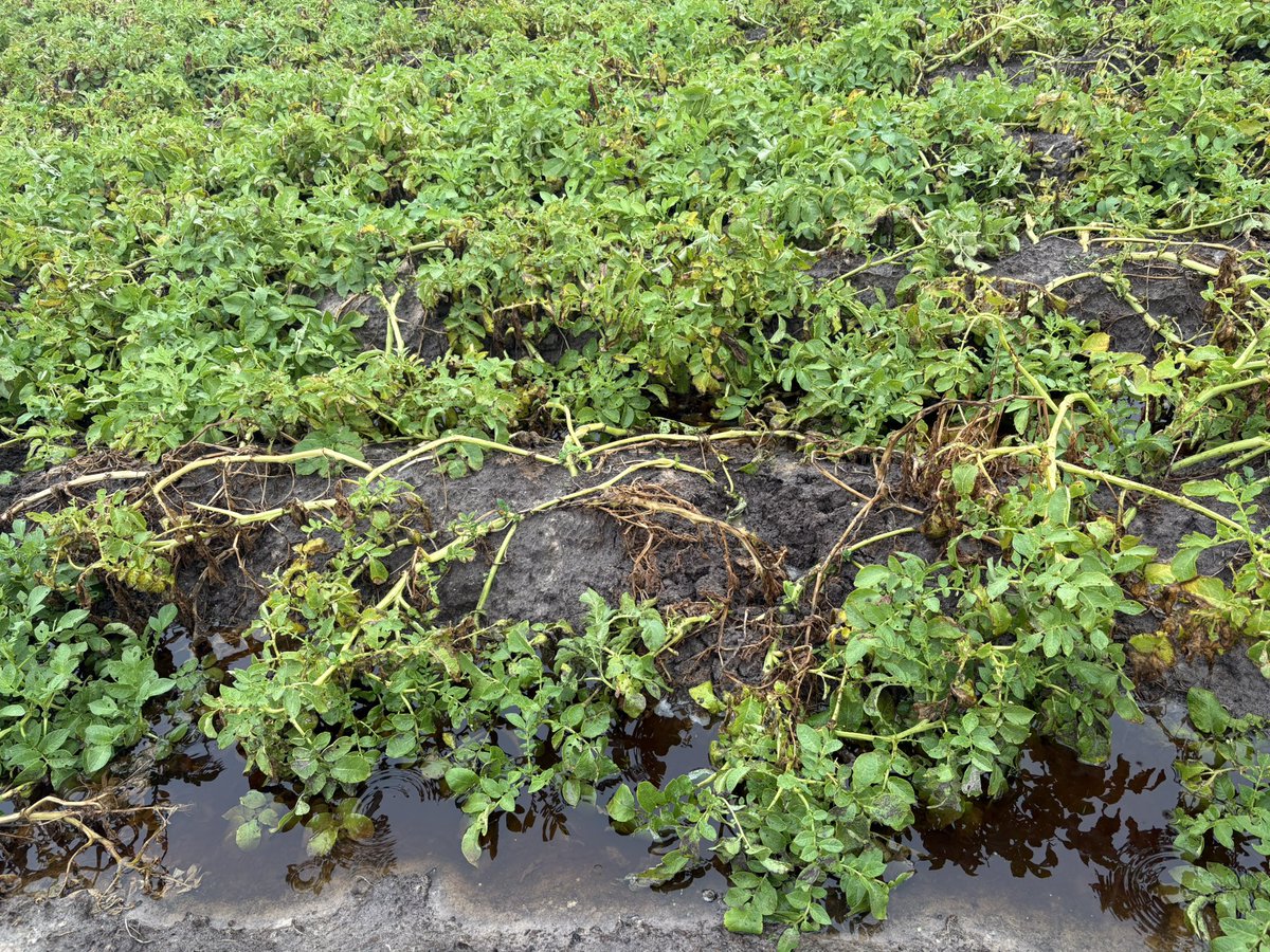 IntirrTim's tweet photo. Sunday Crop walk results: 
For most the rain is awesome, spare a thought for those it isn’t 
Visited spud pivots today for a couple customers, most have so far survived significant rainfall, a couple not so much. 

This pivot had no irrigation for the last week, even on the last 35 degree day trying to make room for rain, should it come this weekend. 
Yesterday: 80mm
Today: 10mm so far

Losses likely in the order of 1,800t 
Photo from the part of the pivot NOT under water
🤞🤞