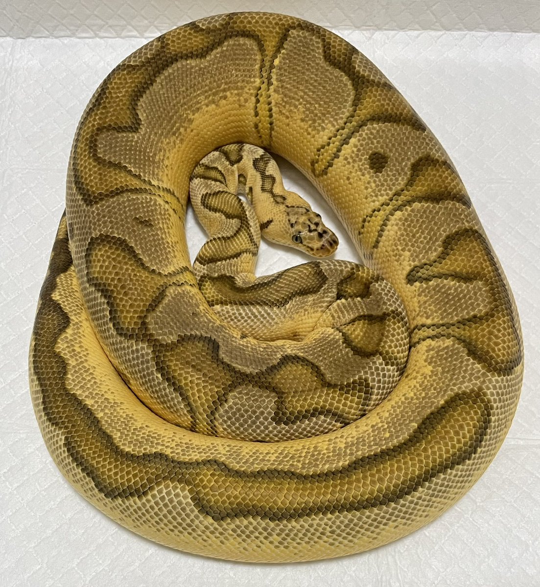 ReptilesFan's tweet photo. 脱皮完了✨ https://t.co/JNaJMlDKEA