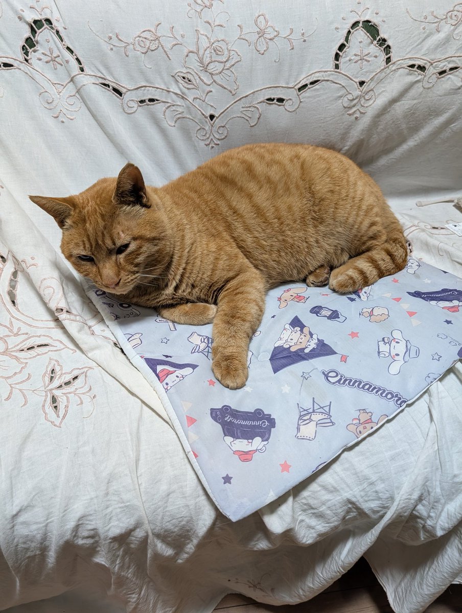 寅次郎3日前の夜、体の大きい黒猫が庭に入ってきて虎追い出した