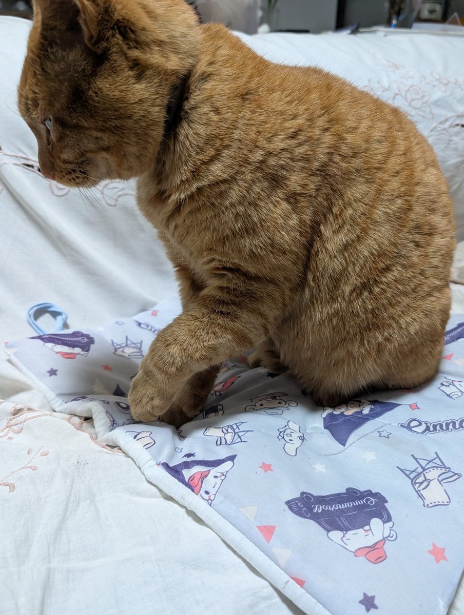 寅次郎3日前の夜、体の大きい黒猫が庭に入ってきて虎追い出した