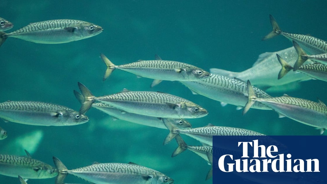 Chronic ocean heating fuels ‘staggering’ loss of marine life, study finds bit.ly/4sf4B1Z

#climatecrisis #marinelife #ocean