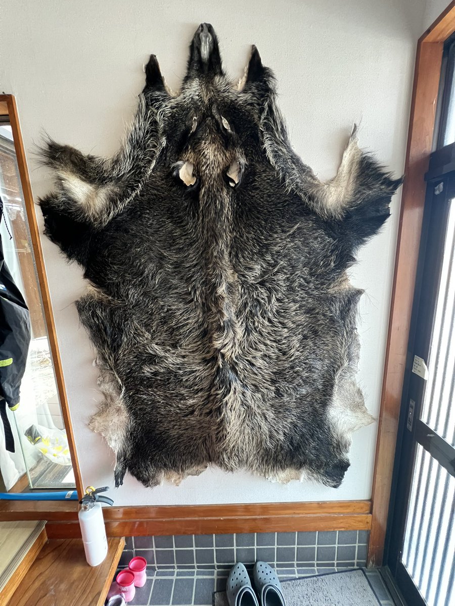 RT @zarigani03: イノシシの毛皮舐めしに出してたのが届いた。 今回も