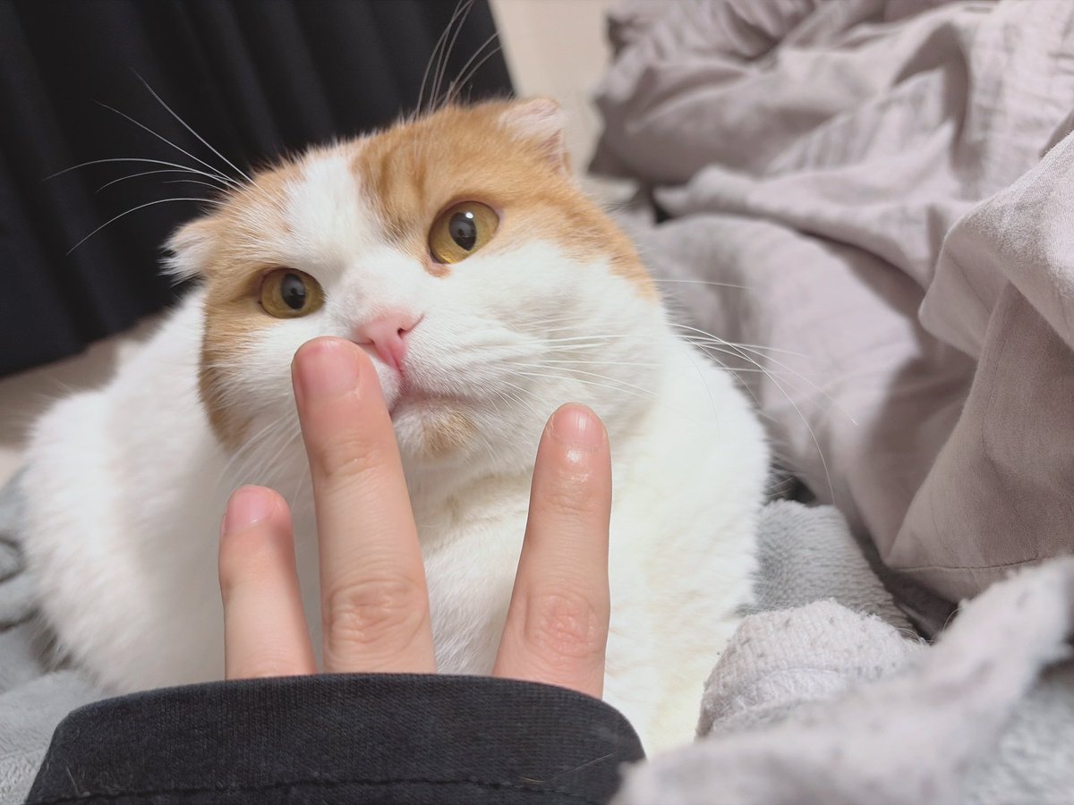 つらみみにゃん tweet media