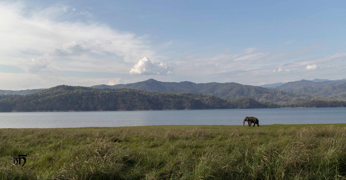 NitinNaik5's tweet image. There was a #minimalist trend here last week. Will this frame from Dhikala qualify?