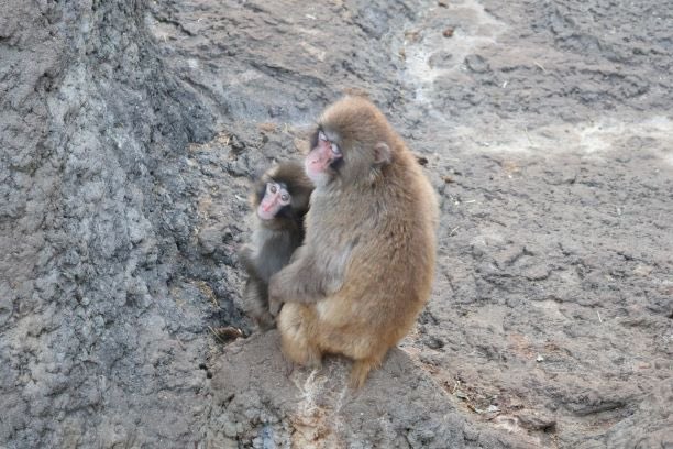 市川市動植物園（公式） tweet media
