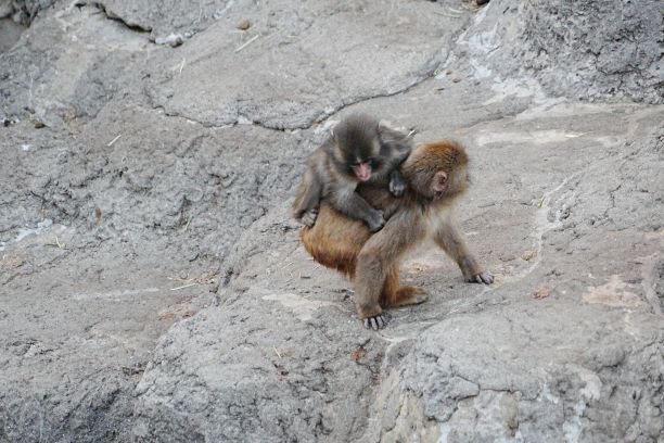 市川市動植物園（公式） tweet media