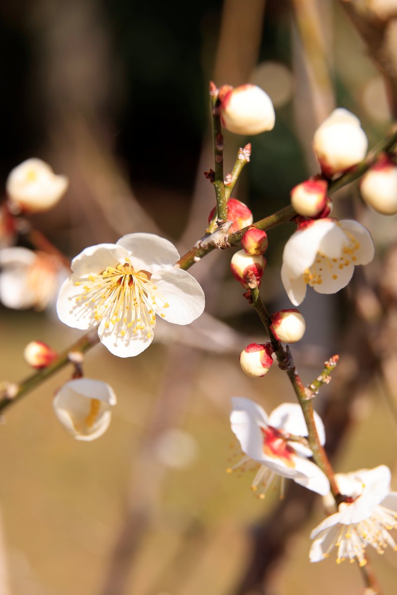 かえたろう tweet media